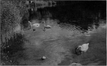 Nur offiziell füttern: Schwäne am Seepark, Foto: Batt