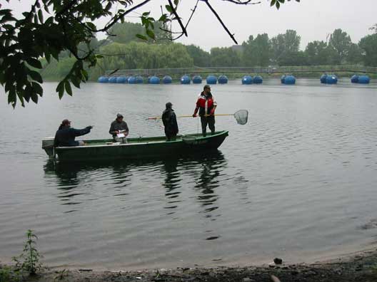 Motorboot beim "Elektrofischen"